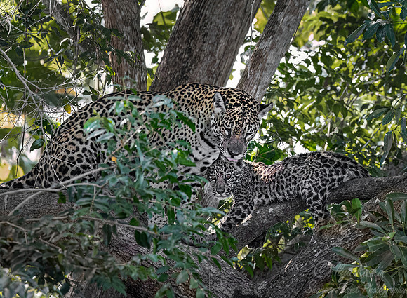 266 Jaguars (Panthera onca) - Encontro das Águas State Park - Brazil