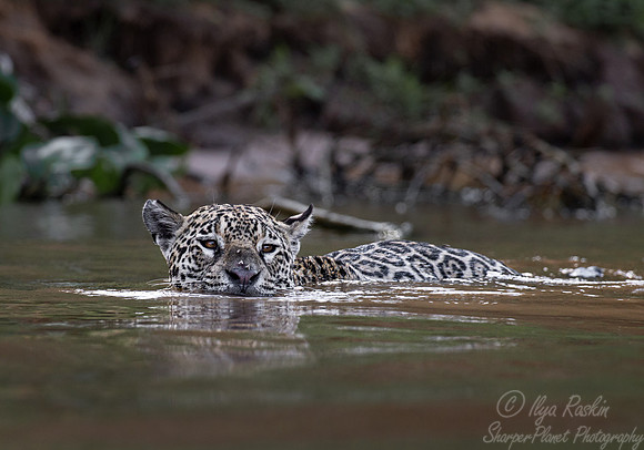267 Jaguar (Panthera onca) - Encontro das Águas State Park - Brazil