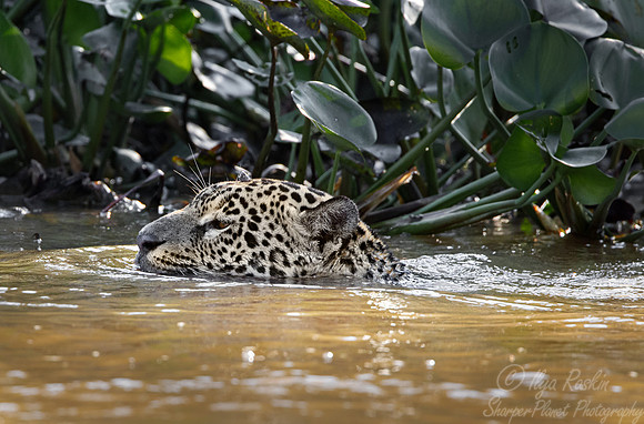 268 Jaguar (Panthera onca) - Encontro das Águas State Park - Brazil