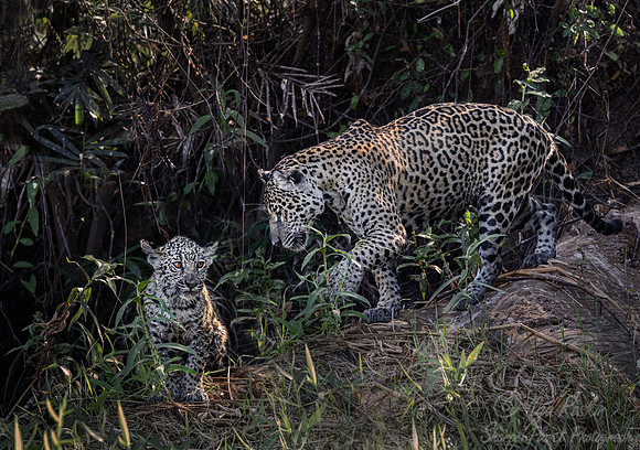 264 Jaguars (Panthera onca) - Encontro das Águas State Park - Brazil