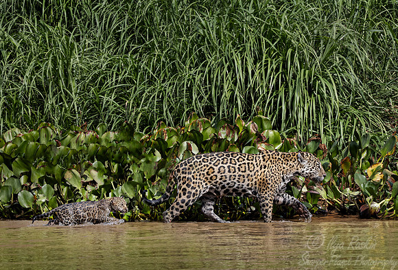 269 Jaguars (Panthera onca) - Encontro das Águas State Park - Brazil