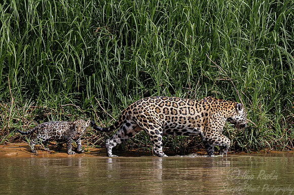 270 Jaguars (Panthera onca) - Encontro das Águas State Park - Brazil