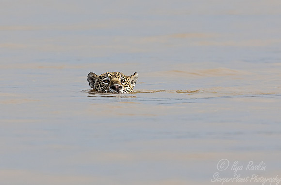 272 Jaguar (Panthera onca) - Encontro das Águas State Park - Brazil