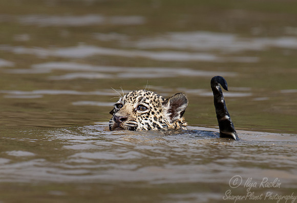 274Jaguar (Panthera onca) - Encontro das Águas State Park - Brazil