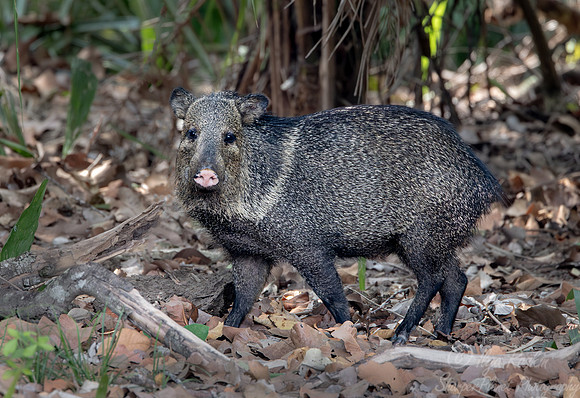 1258 Collared peccary (Dicotyles tajacu) - Pantanal Brazil