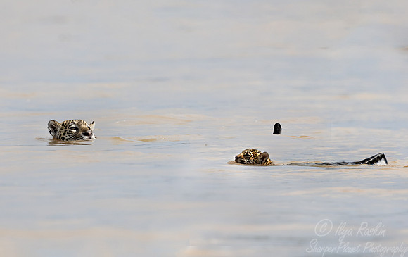 273Jaguars (Panthera onca) - Encontro das Águas State Park - Brazil