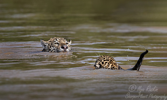 275 Jaguars (Panthera onca) - Encontro das Águas State Park - Brazil
