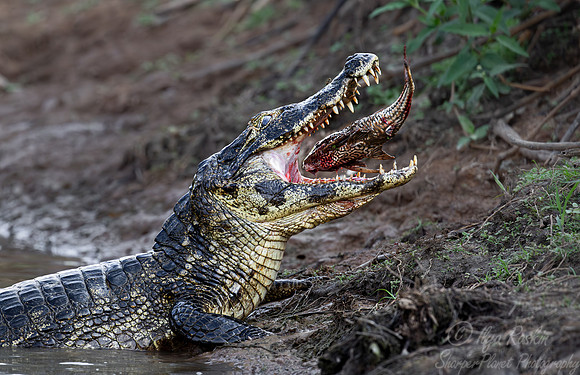 2176 Yacare caiman (Caiman yacare) - Brazil Pantanal