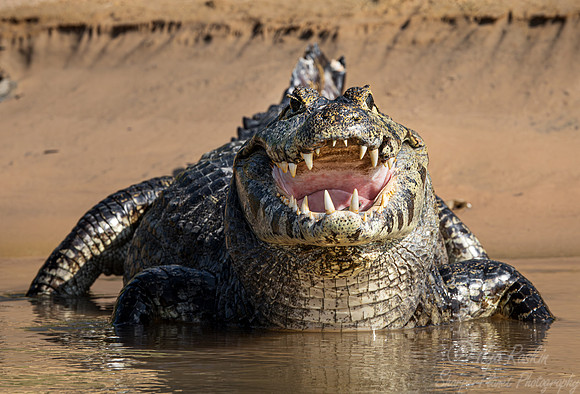 2178 Yacare caiman (Caiman yacare) - Brazil Pantanal