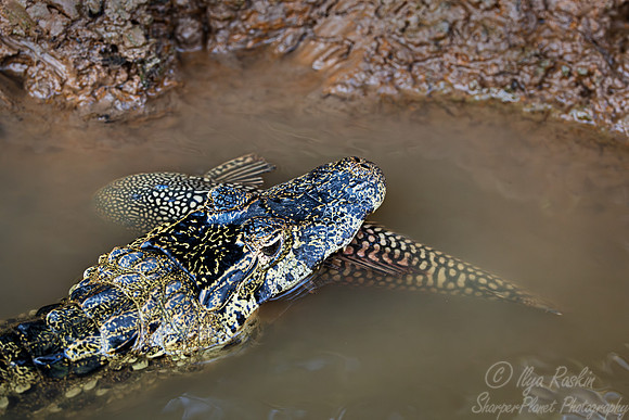 2177 Yacare caiman (Caiman yacare) - Brazil Pantanal