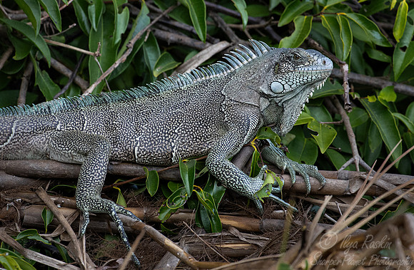 2179 Green iguana (Iguana iguana) - Brazil Pantanal