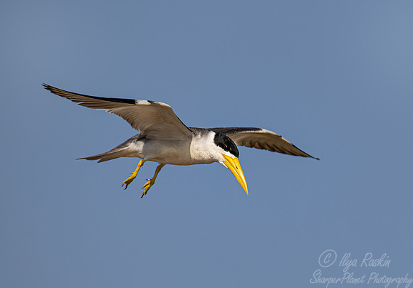 324 Large-billed tern (Phaetusa simplex) - Pantanal Brazil