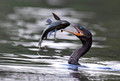162 Anhinga (Anhinga anhinga) - Pantanal Brazil