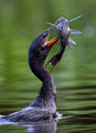 163 Anhinga (Anhinga anhinga) - Pantanal Brazil