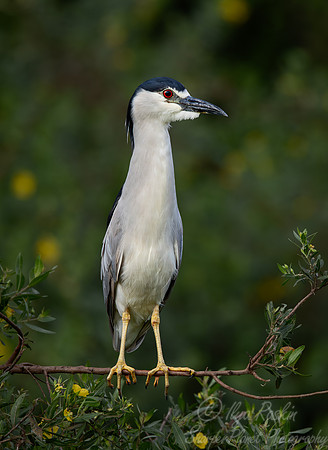 330 Black-crowned night-heron (Nycticorax nycticorax) - Pantanal Brazil