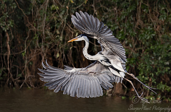 328 Cocoi heron (Ardea cocoi) - Pantanal Brazil