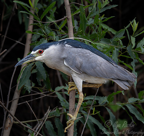 329 Black-crowned night-heron (Nycticorax nycticorax) - Pantanal Brazil