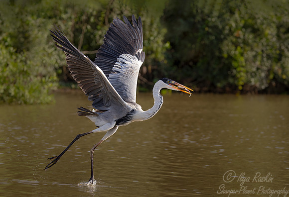 326 Cocoi heron (Ardea cocoi) - Pantanal Brazil
