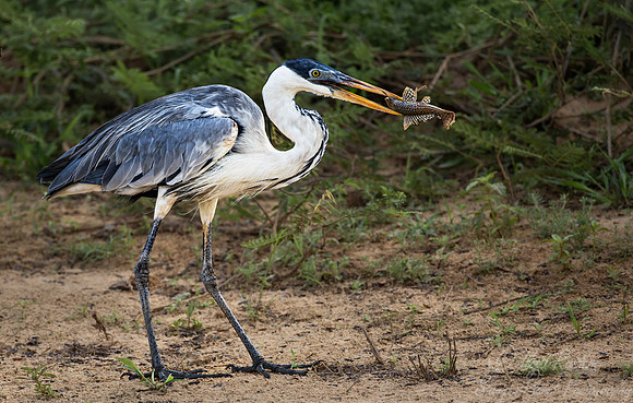 327 Cocoi heron (Ardea cocoi) - Pantanal Brazil