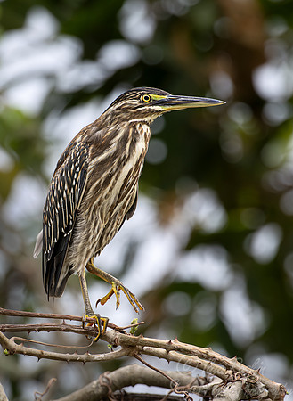 332 Black-crowned night-heron immature (Nycticorax nycticorax) - Pantanal Brazil