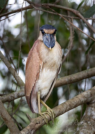 333 Boat-billed heron (Cochlearius cochlearius) - Pantanal Brazil