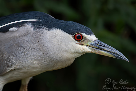 331 Black-crowned night-heron (Nycticorax nycticorax) - Pantanal Brazil