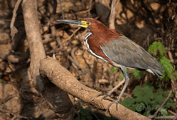 335 Rufescent tiger heron (Tigrisoma lineatum) - Pantanal Brazil