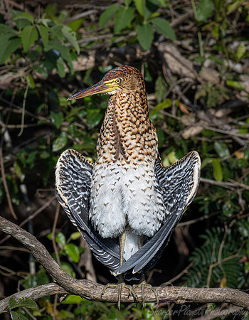 336 Rufescent tiger heron (Tigrisoma lineatum) - Pantanal Brazil
