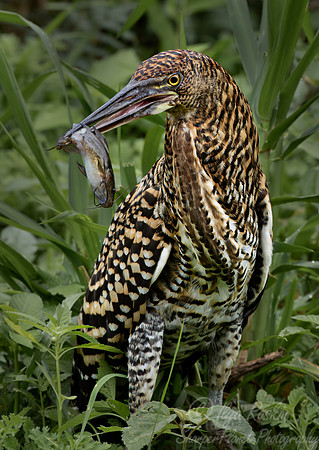 337 Rufescent tiger heron (Tigrisoma lineatum) - Pantanal Brazil