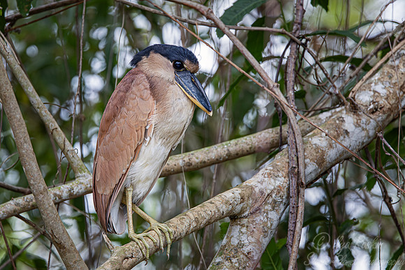 334 Boat-billed heron (Cochlearius cochlearius) - Pantanal Brazil