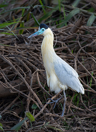 339 Capped heron (Pilherodius pileatus) - Pantanal Brazil