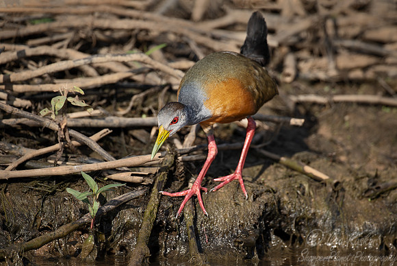 340 Grey-cowled wood rail (Aramides cajaneus) - Pantanal Brazil