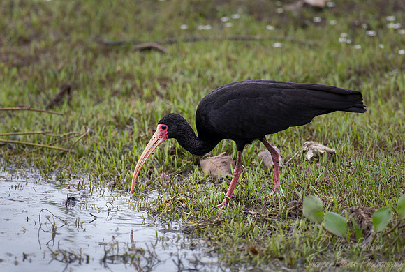 342  Bare-faced ibis (Phimosus infuscatus) - Pantanal Brazil