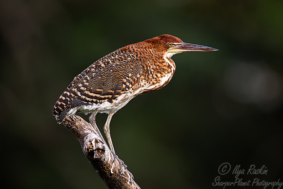 338 Rufescent tiger heron (Tigrisoma lineatum) - Pantanal Brazil