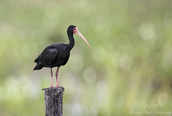 343  Bare-faced ibis (Phimosus infuscatus) - Pantanal Brazil