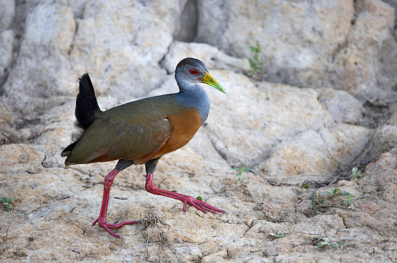 341 Grey-cowled wood rail (Aramides cajaneus) - Pantanal Brazil