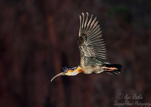 344 Buff-necked ibis (Theristicus caudatus) - Pantanal Brazil
