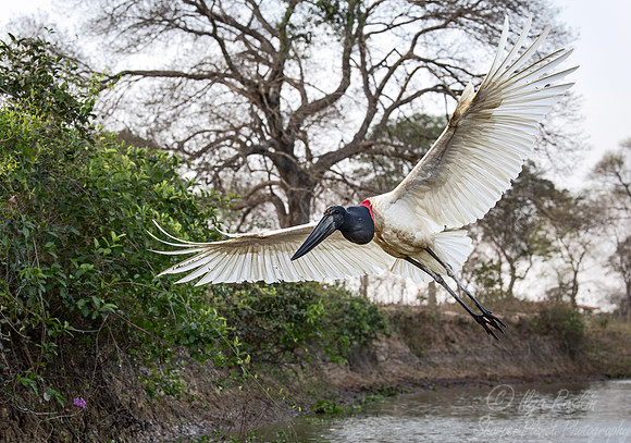 345 Jabiru stork  (Jabiru mycteria) - Pantanal Brazil