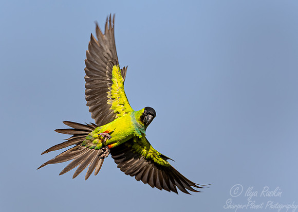 302 Nanday parakeet (Aratinga nenday) - Pantanal Brazil