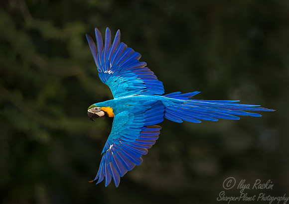308 Blue-and-yellow macaw (Ara ararauna) - Pantanal Brazil