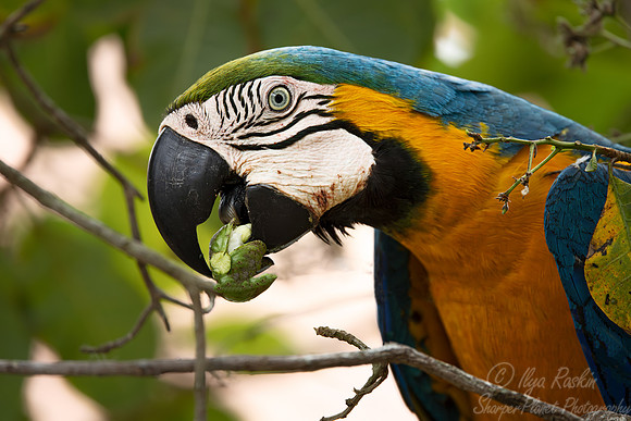 309 Blue-and-yellow macaw (Ara ararauna) - Pantanal Brazil