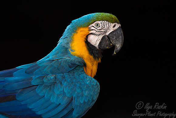 311 Blue-and-yellow macaws (Ara ararauna) - Pantanal Brazil