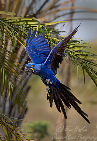 313 Hyacinth macaw (Anodorhynchus hyacinthinus) - Pantanal Brazil