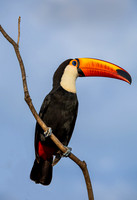 BIRDS - SOUTH & CENTRAL AMERICA 4