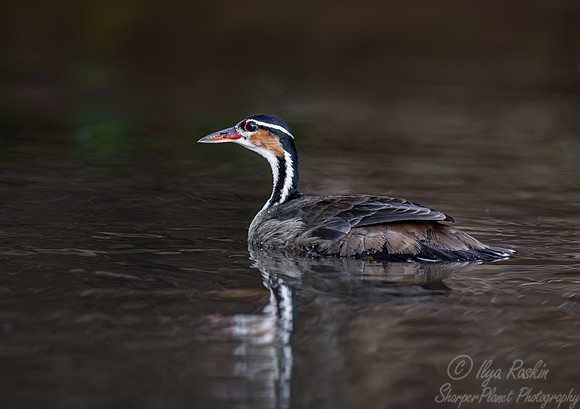 449 Sungrebe (Heliornis fulica) - Pantanal Brazil
