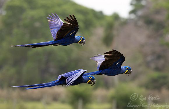 312 Hyacinth macaw (Anodorhynchus hyacinthinus) - Pantanal Brazil