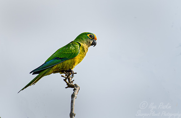 315 Peach-fronted parakeet (Eupsittula aurea) - Pantanal Brazil