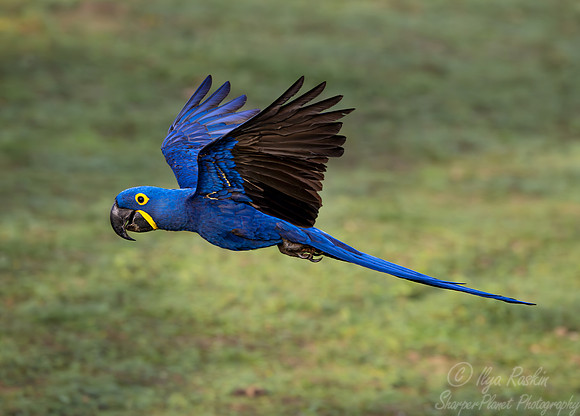 314 Hyacinth macaw (Anodorhynchus hyacinthinus) - Pantanal Brazil
