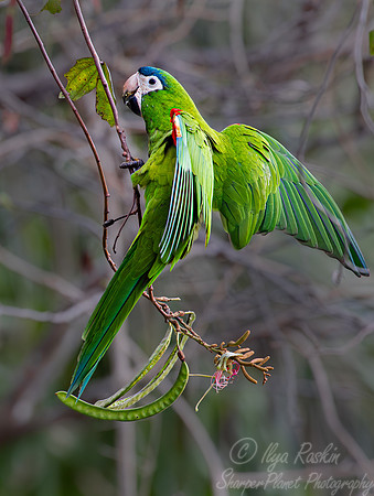 318 Red-shouldered macaw (Diopsittaca nobilis) - Pantanal Brazil