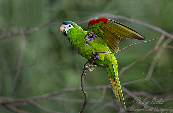 317 Red-shouldered macaw (Diopsittaca nobilis) - Pantanal Brazil